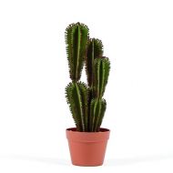 Sztuczny kaktus Euphorbia 57cm - cactus-artificial-euphorbia-suzannae-catral-520x520[1].jpg